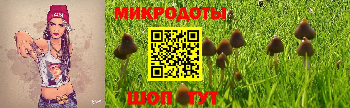 Галлюциногенные грибы Psilocybe Арзамас